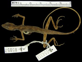 Media type: image; Herpetology R-154316